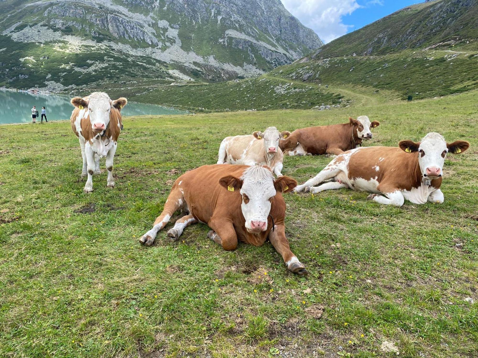 Ferienhof Bichlhof Arzl im Pitztal Quarto foto